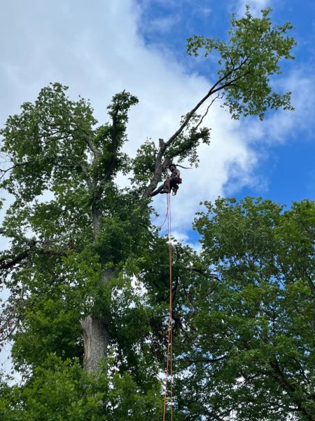 Taille d’un chêne (suite à une tempête de vent), notamment sur des ruptures partielles de branches dangereuses au dessus d’un chemin passant.