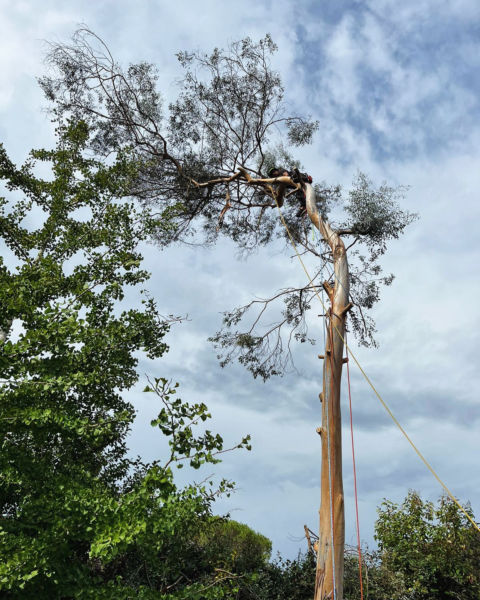 Démontage d’un eucalyptus ayant subit de nombreuses ruptures de branches impactant sa tenue mécanique. Technique de démontage par tyrolienne freinée pour préserver le Ginkgo biloba en dessous