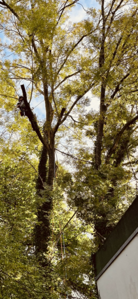 Relevé de couronne d’un Frêne au dessus d’un garage avec technique de rétention des branches