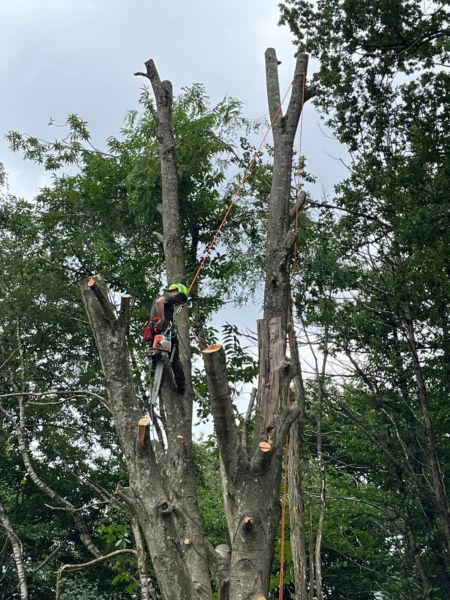 Démontage d’un hêtre à l’assise racinaire présentant un risque mécanique irréversible. Le penchant de l’arbre est orienté vers la maison à proximité. L’abattage était malheureusement inévitable.