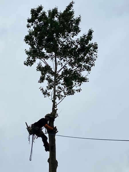 <strong>démontage arbre en tyrolienne</strong> <em></em><br  /></p><p> 